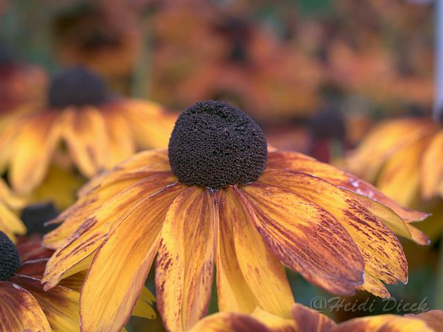 Rudbeckia hirta Autumn Colors1.jpg - ASCII